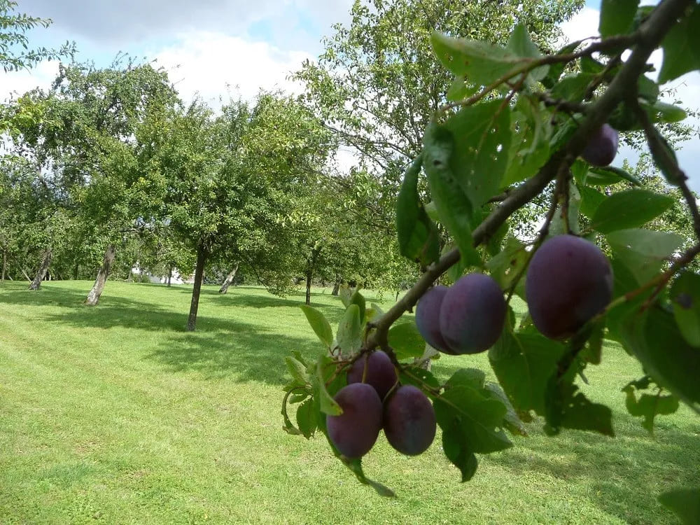 Confiture du Père Noel (Quetsche d'Alsace aux Epices de Noël) - Les confitures de la hoube – Image 4